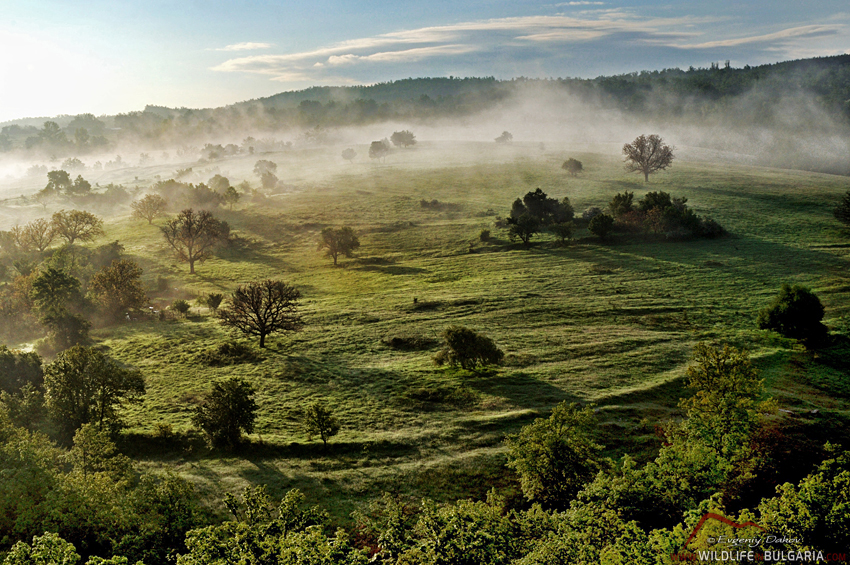 Yabylkovo-Trees-Sunrise