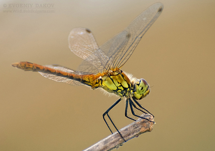 Dragonfly